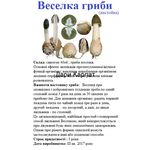 Веселка гриб свойства и противопоказания фото описание лечебные свойства